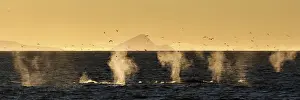 Svalbard Prints: Minke whales feeding in svalbard, off Spitsbergen west coast, Norway