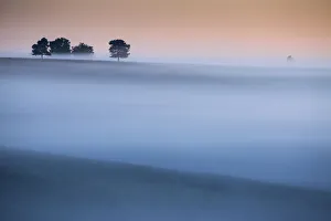 Heath Prints: Mist over heathland in the New Forest National Park, Hampshire, England, UK