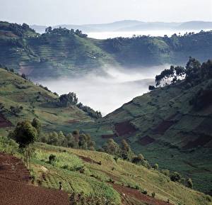 Terracing Prints: Mist hugs the bottom of a valley in the early morning