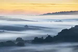 Heath Prints: Mist at Rockford Common at sunrise, New Forest National Park, Hampshire, England, UK