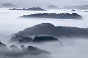 Hedgerows Prints: Mist shrouded hills in the Marshwood Vale, Bridport, Dorset, England