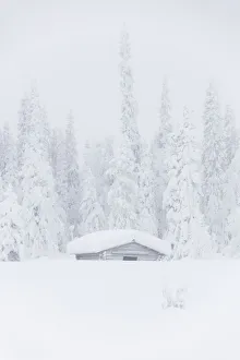 Levi Prints: Mist on snow covered hut, Levi, Kittila, Lapland, Finland