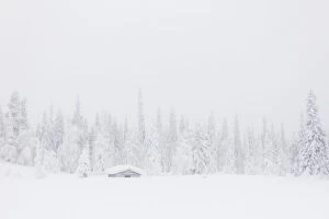 White Gallery: Mist on the snowy forest, Levi, Kittila, Lapland, Finland