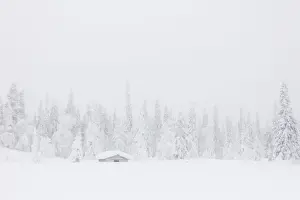 Log Cabin Prints: Mist on the snowy forest, Levi, Kittila, Lapland, Finland