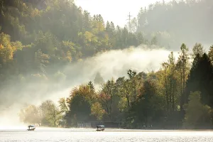 Lake Bled Prints: Mist spilling through autumnal woodland, Lake Bled, Bled, Slovenia