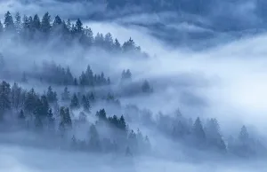 Kranjska Gora Prints: Mist swirling through woodland, near Kranjska Gora, Slovenia