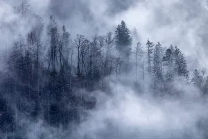 Kranjska Gora Prints: Mist swirling through woodland, near Kranjska Gora, Slovenia