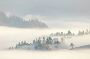 Skofja Loka Prints: Mist and trees in autumn, Skofja Loka, Slovenia