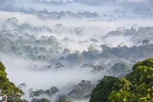 Mist, over tropical rainforest, early morning, Sabah, Borneo, Malaysia