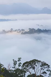 Images Dated 1st June 2015: Mist over tropical rainforest, early morning, Sabah, Borneo, Malaysia
