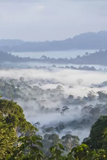 Images Dated 1st June 2015: Mist, over tropical rainforest, early morning, Sabah, Borneo, Malaysia