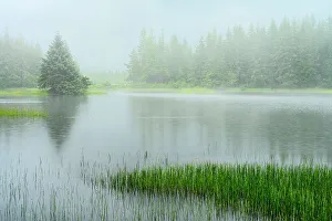 Temperate Rain Forest Ecosystem Prints: Misty beaverpond, Juneau, Alaska, USA