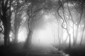 Silhouette Prints: Misty forest, North Yorkshire, England