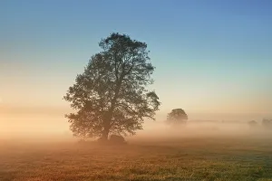 Funfseenland Prints: Misty mood with common alder - Germany, Bavaria, Upper Bavaria, Furstenfeldbruck