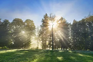 Misty mood in forest - Germany, Bavaria, Upper Bavaria, Garmisch-Partenkirchen, Murnau