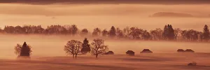 Moor Prints: Misty mood in moor - Germany, Bavaria