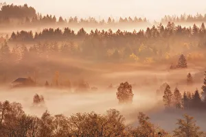 Misty mood in moor - Germany, Bavaria, Upper Bavaria, Bad Tolz-Wolfratshausen, Kochel, Gro√uweil - Alps, Lake Kochel