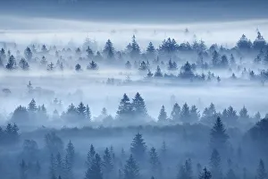 Pupplinger Au Prints: Misty mood in Pupplinger Au - Germany, Bavaria, Upper Bavaria, Bad Tolz-Wolfratshausen