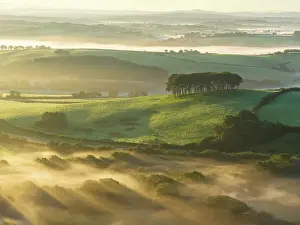 September Prints: Misty morning at Cookworthy Knapp (the Nearly Home Trees) near Lifton in Devon