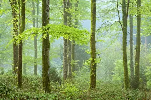 Bodmin Prints: Misty morning in a deciduous woodland, Bodmin, Cornwall, England. Spring (May) 2018