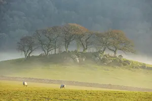 Devon Prints: Misty morning over Hartland Hill Rocks in Dartmoor National Park