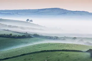Misty morning over the marsh wood Vale, Dorset, England