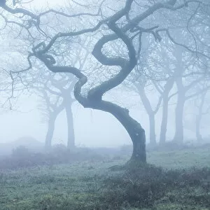 Climate Collection: Misty oak woodland in winter, Quantock Hills, Somerset, England, UK