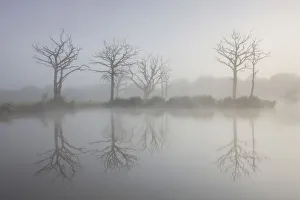Dead Trees Prints: Misty summer morning on a fishing lake with dead trees, Morchard Road, Devon, England