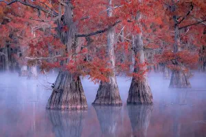 Louisiana Prints: Misty sunrise in Lake Caddo, Texas, in Autumn, USA