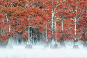 Misty sunrise in Lake Caddo, Texas, in Autumn, USA