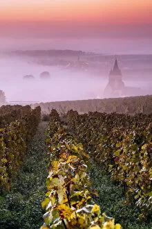 Misty sunrise over the vineyards of Ville Dommange, Champagne Ardenne, France