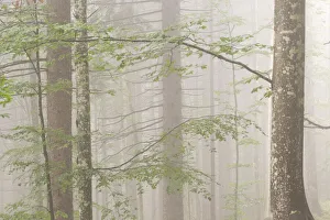 Plants Prints: Misty woods in Alpe Cimbra, Trentino, Italy