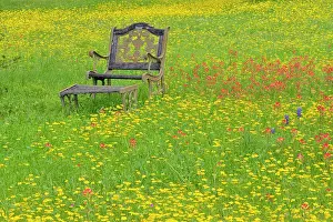 Oaks Prints: A mix of Texas wildflowers blooming in a rural residential yard