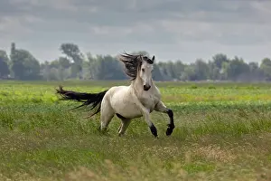 Equus Prints: A mixed breed, horse (half Friesian)