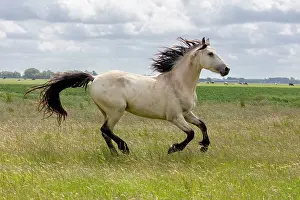 Equus Prints: A mixed breed, horse (half Friesian)