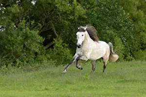 Running Prints: A mixed breed stallion runs free, North-West Friesland, Netherlands