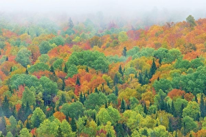 Woods Prints: Mixedwood forest in autumn, St, Jacques, New Brunswick, Canada