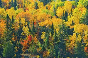 Majesty Prints: Mixedwood forest in autumn Worthington, Ontario, Canada