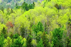 Cottage Country Prints: Mixedwood forest in spring foliage Rosseau, Ontario, Canada
