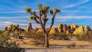 Natural Arch Prints: Mojave desert plant community, Joshua Tree National Park, California, USA