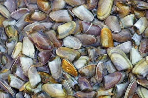 Fish Market Prints: Mollusc on fish market - Italy, Sicily, Catania, Catania, fish market
