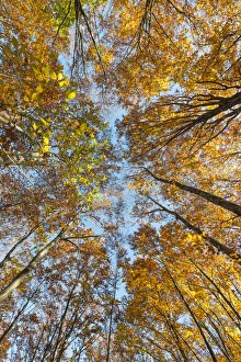 Trento Province Prints: Molveno forest, Trentino South Tyrol, Italy. The colours of autumn into the beech woods