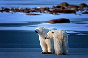 Churchill Prints: A momma bear and her cub stand on the blue ice in Churchill