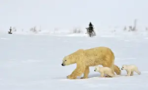 Cubs Prints: A momma bear with her two tiny cubs run on the frozen tundra in Wapusk National Park