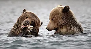 Bear Prints: A momma grizzly and her cub eating salmon in the Chilko Lake water in British Columbia