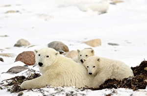 Cubs Prints: A momma polar bear snuggles with her cubs on the frozen tundra, Manitoba, Canada