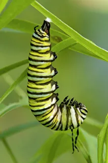 Poikilotherm Prints: Monarch butterfly, Danaus plexippus