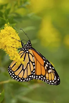 Butterflies Prints: Monarch Butterfly (Danaus plexippus), Toronto, Ontario, Canada