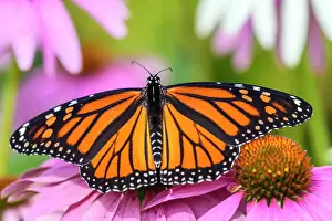 Poikilotherm Prints: Monarch butterfly (Danuas plexippus) nectaring a garden coneflower