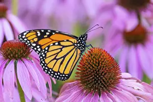 Butterflies Prints: Monarch (Danaus plexippus) Adult feeding on purple cone flower